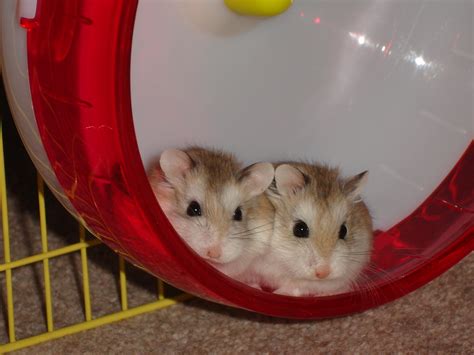 Roborovski Dwarf Hamster Photo Foter
