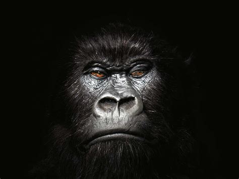 Gorilla Wallpapers Animals Library