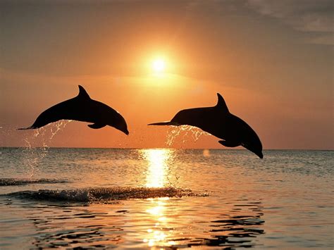 Dolphins At Sunset Wallpapers High Quality Download Free