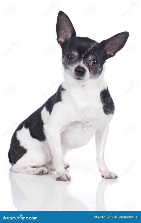 Black And White Chihuahua Stock Photo Image 40460202