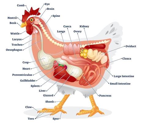 chicken anatomy a complete visual guide 2023