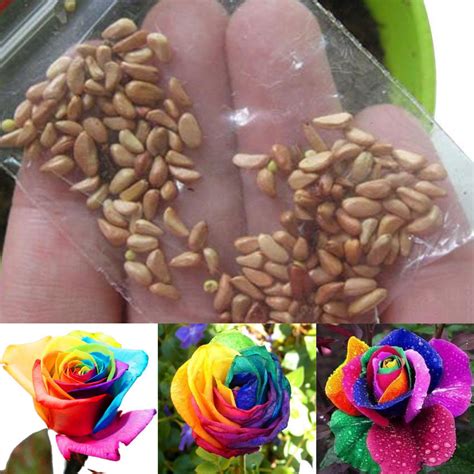 100pcs Rare Multi Colorful Rainbow Rose Flower Seeds Home Garden