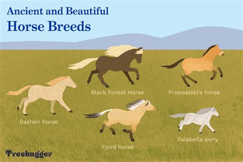 10 Strange And Beautiful Horse Breeds