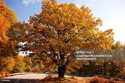 Golden Oak Tree High Res Stock Photo Getty Images