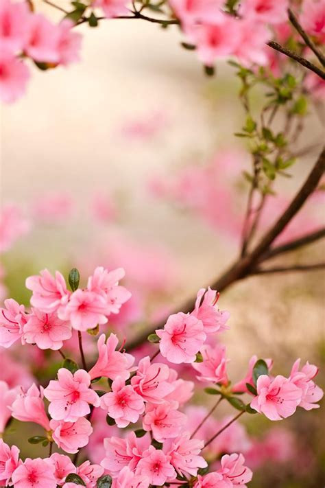 Spring Flowers Iphone Wallpaper Hd Flores Bonitas Flores Da