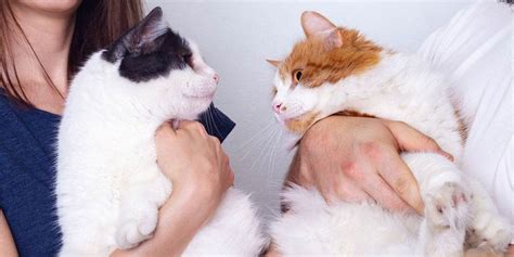 How To Introduce Cats To Each Other Step By Step Guide