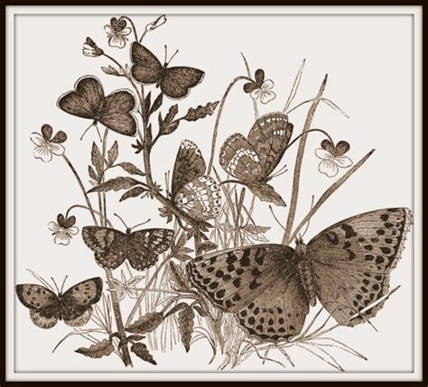 Butterflies Victorian Insect 1800s Print