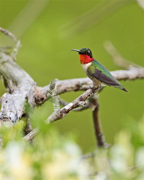 Picture Of A Ruby Throated Hummingbird Vertebrate Pollinators Are