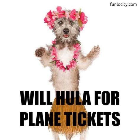 hawaiian meme will hula for plane tickets live your aloha