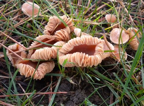 Swansea Fungi Fungi Since The New Year