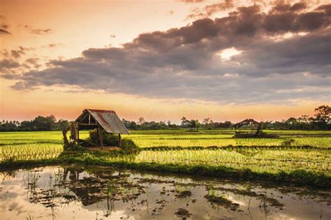 Rice Fields And Sunset Background In Thailand Stock Image Image Of