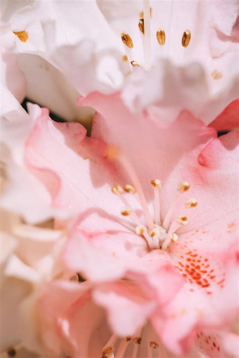 Close Up Of Pink And White Flowers · Free Stock Photo