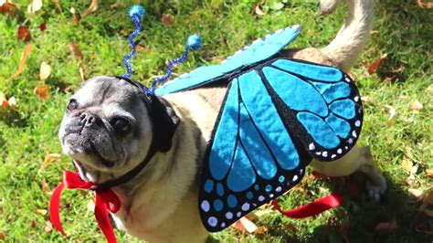 How To Make A Butterfly Costume For Dogs Youtube