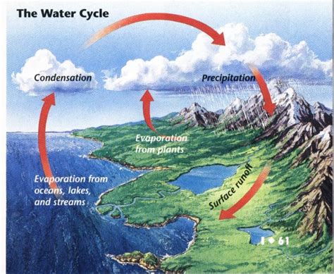Steps Water Cycle In Order Water Cycle Definition Steps Diagram
