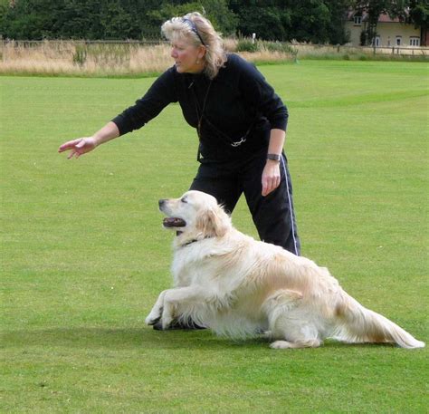 But try to avoid this until your pup is at least 4 months old, to reduce possible accidents. Dog Training Tips - Puppy Training Classes and Videos ...