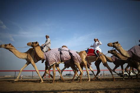 Al Marmoum Camel Racing In Dubai Pictures Cbs News