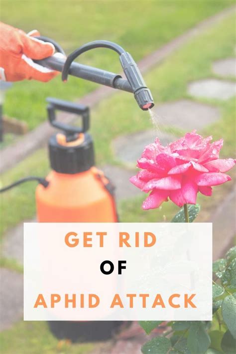 A Guide How To Get Rid Of Aphid Attack Get Rid Of Aphids Aphids