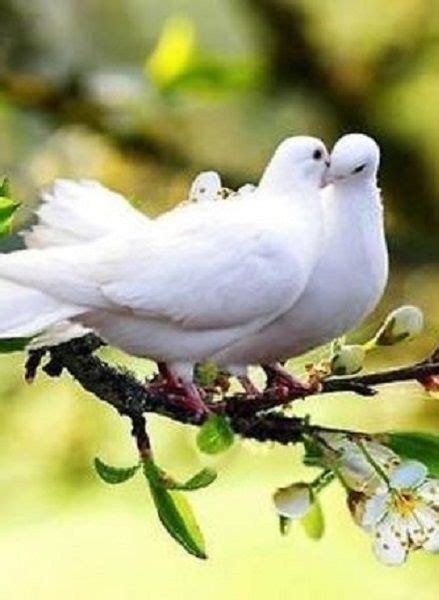 Lovely White Dove Couple First Comes Love O How Sweet It Is Part 1