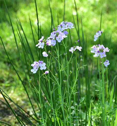 Here's our pick of the you can grow daffodils in borders, pots, rockeries, under trees or through grass and they will shine. Free Images : nature, field, meadow, prairie, food, spring ...