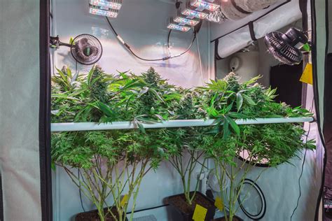 How To Build An Indoor Cannabis Grow Room On A Budget Leafly