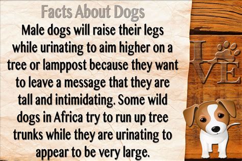 Dog Facts Dogs Facts Pudel