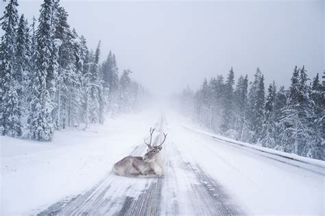 15 Photos That Prove Lapland Is The Most Magical Place To