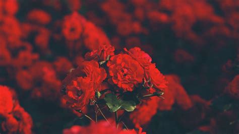 Red Rose Aesthetic Computer Wallpapers Top Free Red Rose Aesthetic