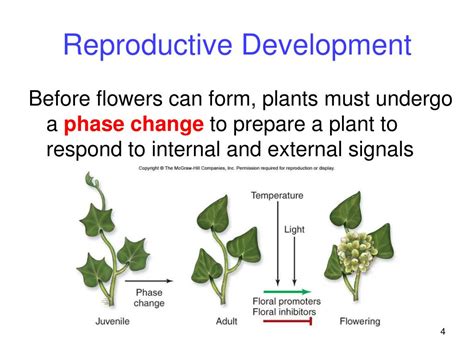 Ppt Plant Reproduction Powerpoint Presentation Id 27616
