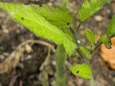 The little green bugs will eat the plants so you will have to grow more and more it is by insecticidal soaps, manual removal, and water sprays that black bugs can be eliminated from plants brought indoors for the winter. Gardens + Insects: Black Bugs on Tomato Plant Revisited ...