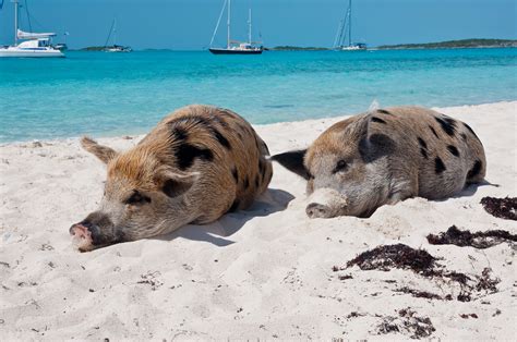 Pigs On The Beach In The Bahamas Pig Beach Swimming Pigs Pig Island