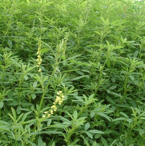 High Yield Forage Grass Sweet Clover Seedsmelilotus Albus Seeds