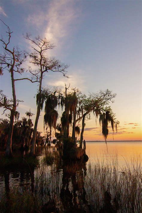 Floridas Cypress Trees Photograph By Dorothy Cunningham Fine Art America