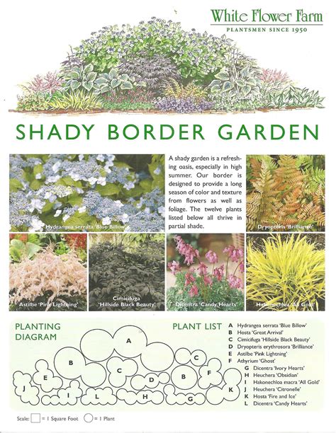 Shady Border Gardening Shade Garden Plants White Flower Farm Shade