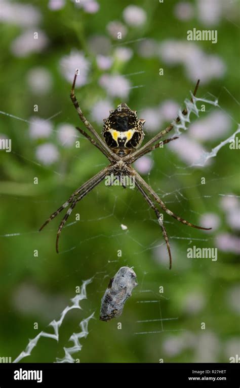 Silver Argiope Argiope Argentata Stock Photo Alamy