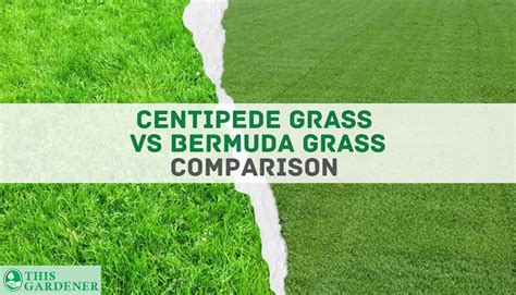 Centipede Grass Vs Bermuda Grass 10 Differences