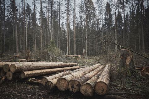 Court Rules Poland Broke Eu Law With Logging In Ancient Forest Yale E360