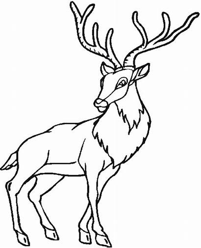 Forest Animals Coloring Pages Woodland Creatures Freecoloringpagefun