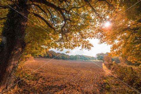 Stock Photos Sunrise Over Autumn Harvest Field With Fall