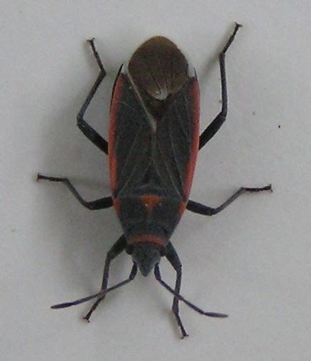 Bug Melacoryphus Lateralis Bugguidenet