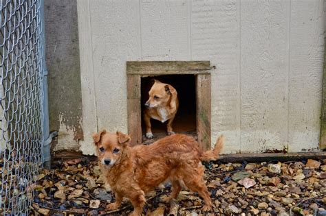 13 Dogs Rescued From Middle Tennessee Puppy Mill Wztv