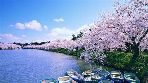 Sakura Cherry Blossoms At Hirosaki Moat Aomori Japan Windows 10