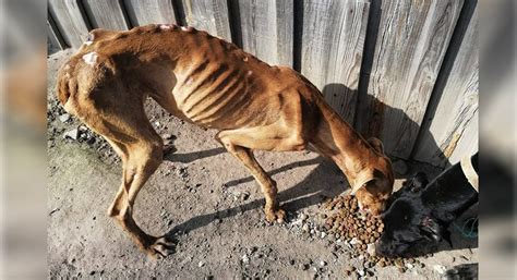 Outrage As Pitiful Images Of Bullfighters Starving Dogs Go Viral