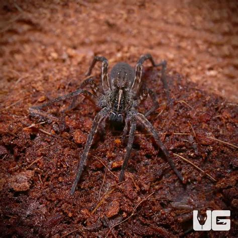 Swamp Wolf Spiders Tigrosa Georgicola For Sale Underground Reptiles