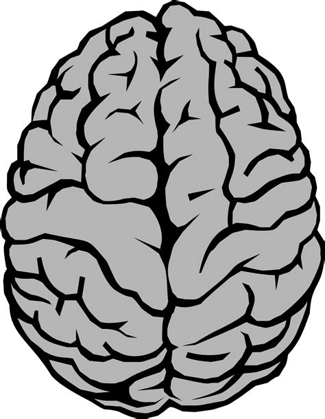 Brain Neuron Clip Art Brain Png Download 16942181 Free