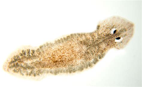 How To Identify And Kill Planaria Worm The Easy Way In Just Days