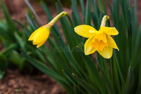 Narcissus Plant Yellow Daffodil Flower In The Garden Stock Photo