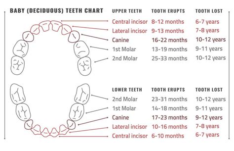 Pediatric Tooth Numbering Chart