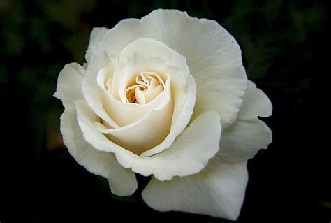 Flower Rose Colorful Free Photo On Pixabay Pixabay