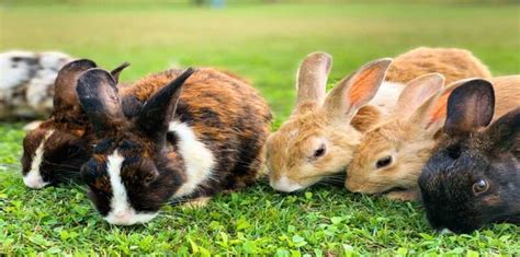 Cómo Alimentar A Una Cobaya Y Conejo Con Papilla Guía De Alimentación
