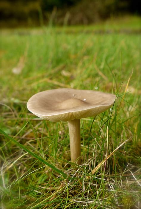 Solitary Melanoleuca Species Wild Mushrooms Mushroom Fungi Species